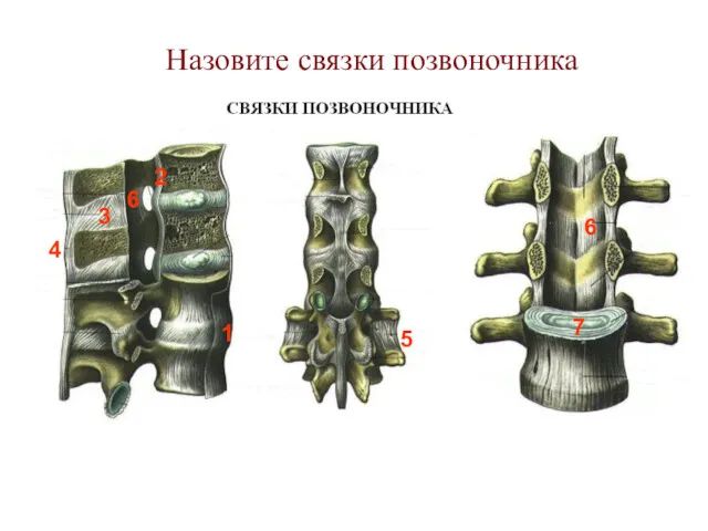 Назовите связки позвоночника 1 2 3 4 5 6 6 7