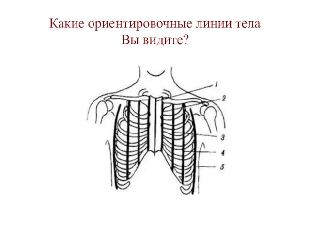 Какие ориентировочные линии тела Вы видите?