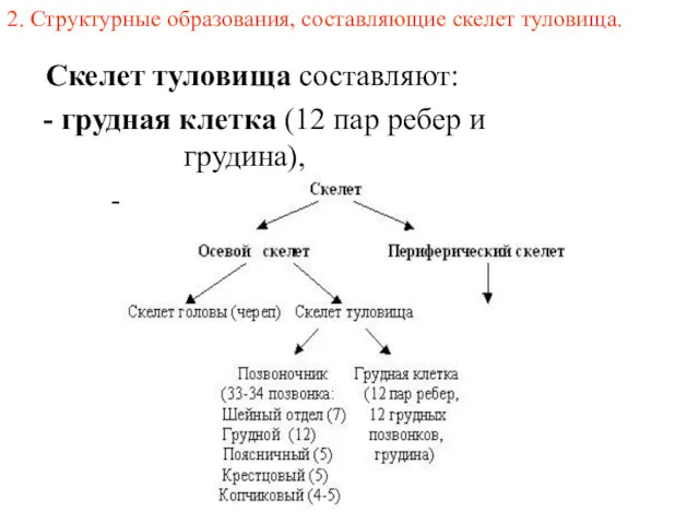 2. Структурные образования, составляющие скелет туловища. Скелет туловища составляют: -