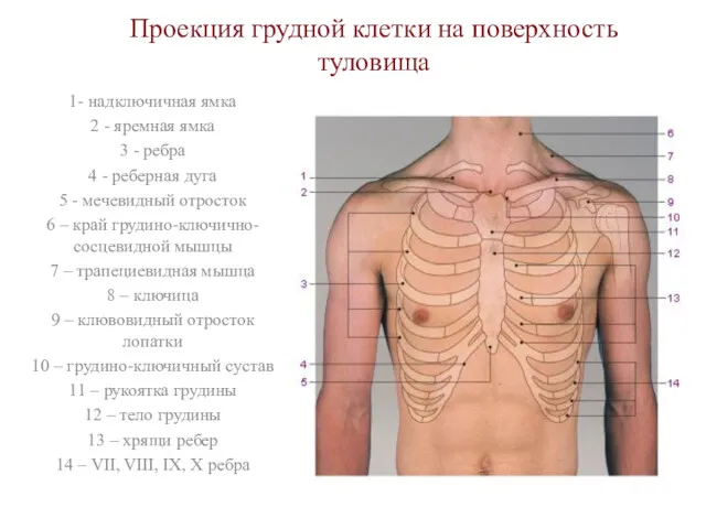 Проекция грудной клетки на поверхность туловища 1- надключичная ямка 2