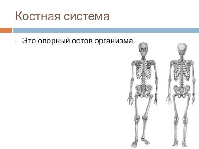 Костная система Это опорный остов организма.