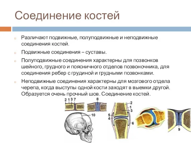 Соединение костей Различают подвижные, полуподвижные и неподвижные соединения костей. Подвижные