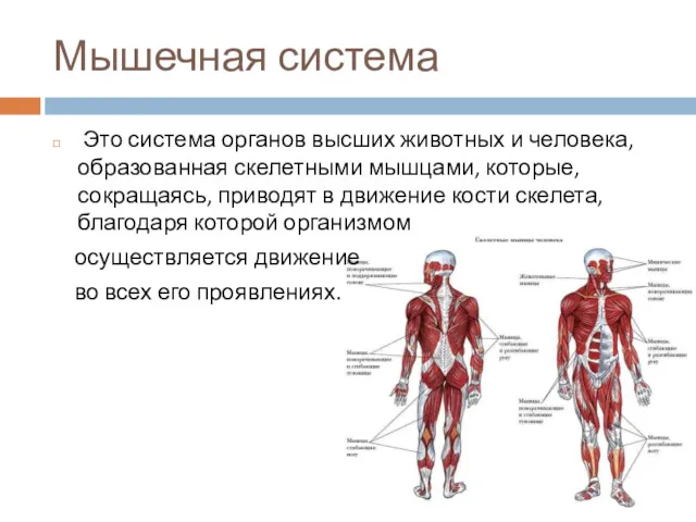 Мышечная система Это система органов высших животных и человека, образованная
