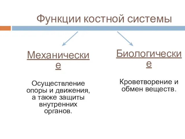 Функции костной системы Механические Осуществление опоры и движения, а также