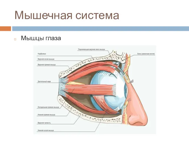 Мышечная система Мышцы глаза