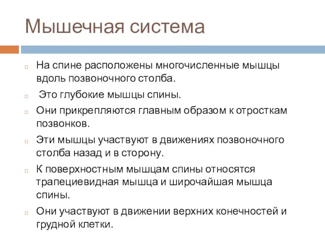 Мышечная система На спине расположены многочисленные мышцы вдоль позвоночного столба.