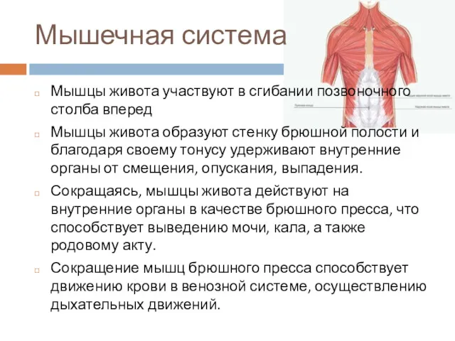 Мышечная система Мышцы живота участвуют в сгибании позвоночного столба вперед