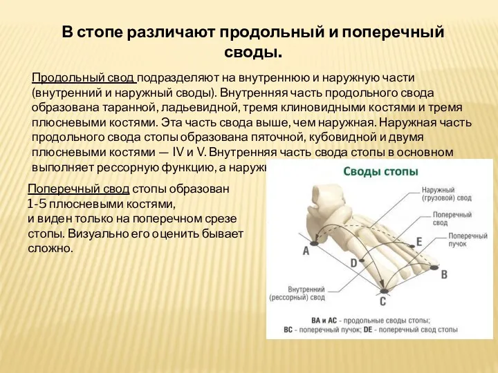 В стопе различают продольный и поперечный своды. Продольный свод подразделяют