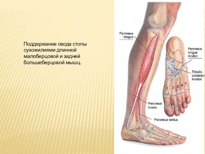 Поддержание свода стопы сухожилиями длинной малоберцовой и задней большеберцовой мышц.
