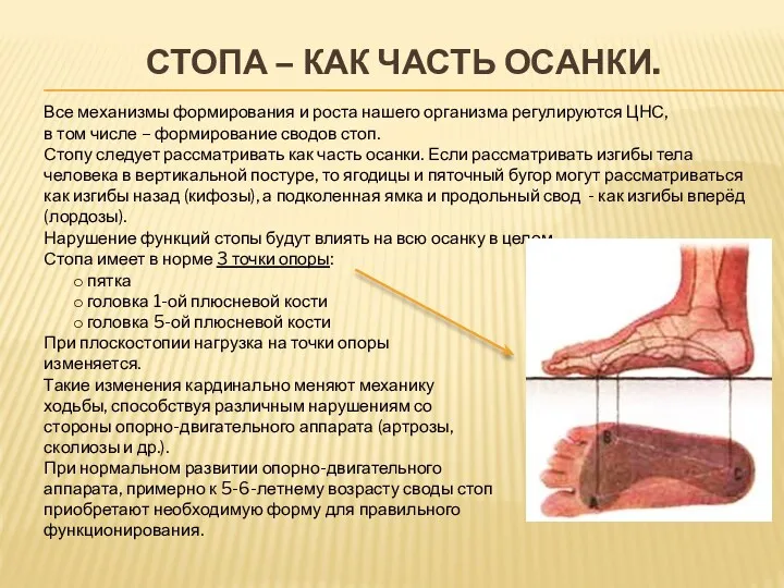 СТОПА – КАК ЧАСТЬ ОСАНКИ. Все механизмы формирования и роста