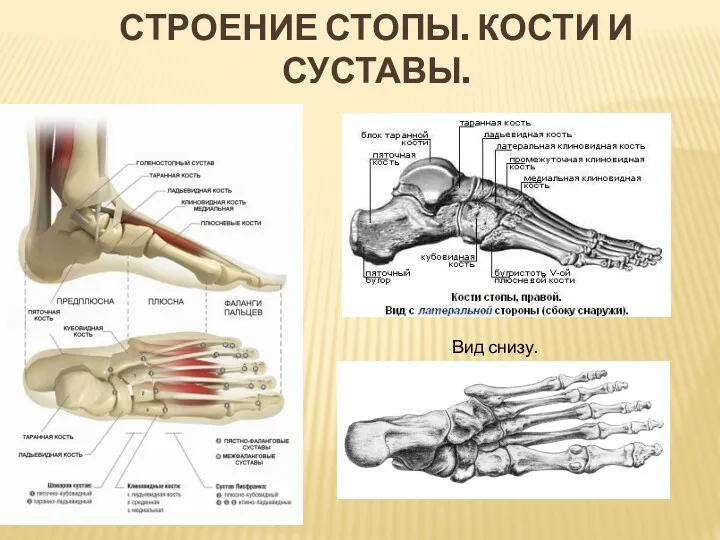 СТРОЕНИЕ СТОПЫ. КОСТИ И СУСТАВЫ. Вид снизу.