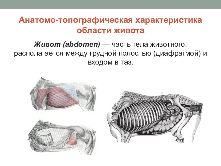 Анатомо-топографическая характеристика области живота Живот (abdomen) — часть тела животного,