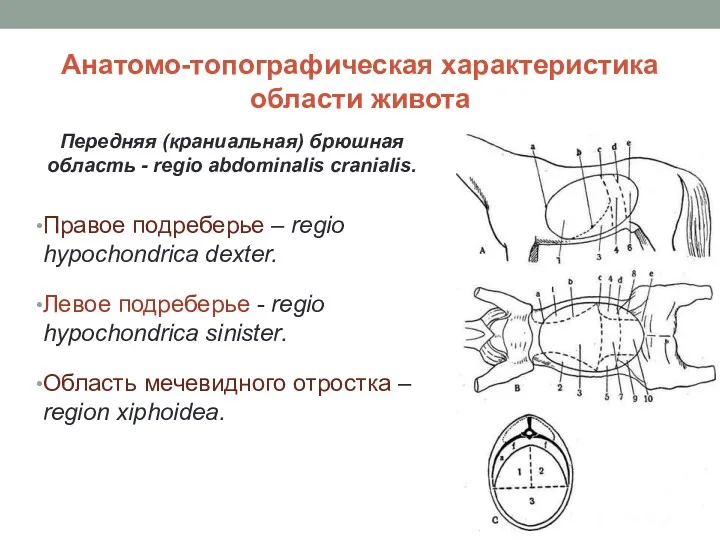 Анатомо-топографическая характеристика области живота Передняя (краниальная) брюшная область - regio