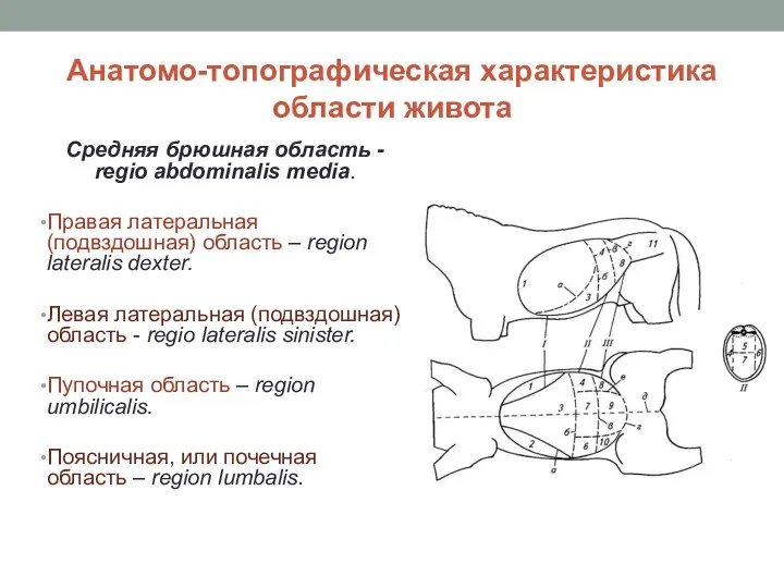 Анатомо-топографическая характеристика области живота Средняя брюшная область - regio abdominalis