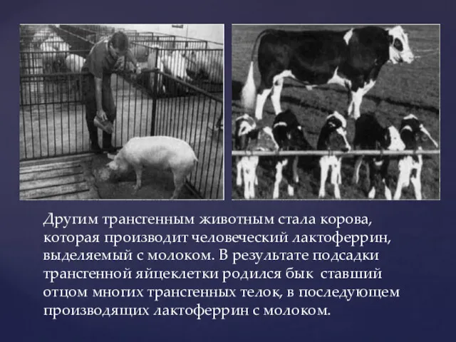 Другим трансгенным животным стала корова, которая производит человеческий лактоферрин, выделяемый