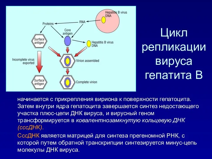 Цикл репликации вируса гепатита В начинается с прикрепления вириона к