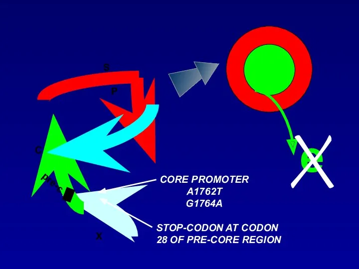 CORE PROMOTER A1762T G1764A STOP-CODON AT CODON 28 OF PRE-CORE