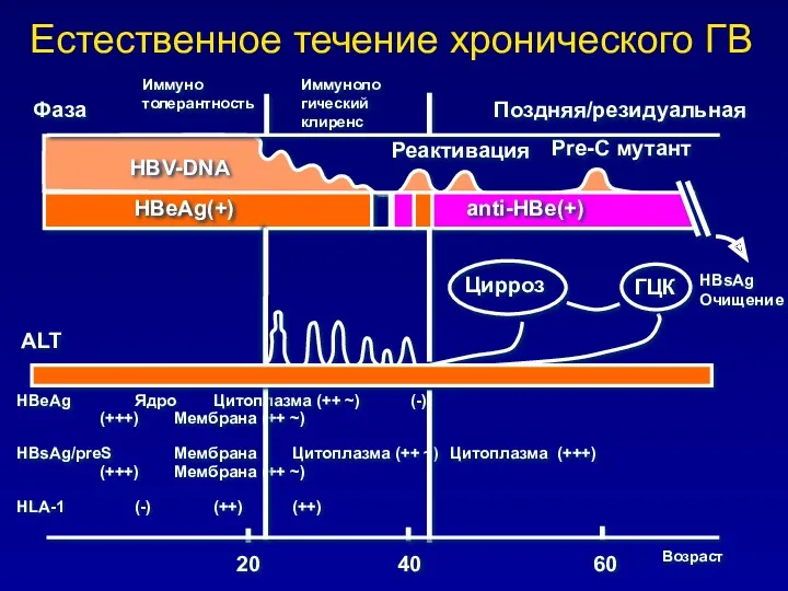 Естественное течение хронического ГВ HBeAg Ядро Цитоплазма (++ ~) (-)