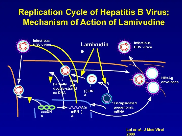 Replication Cycle of Hepatitis B Virus; Mechanism of Action of