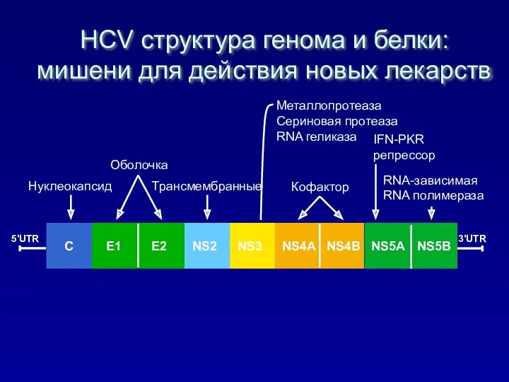 3'UTR Нуклеокапсид Оболочка 5'UTR HCV структура генома и белки: мишени