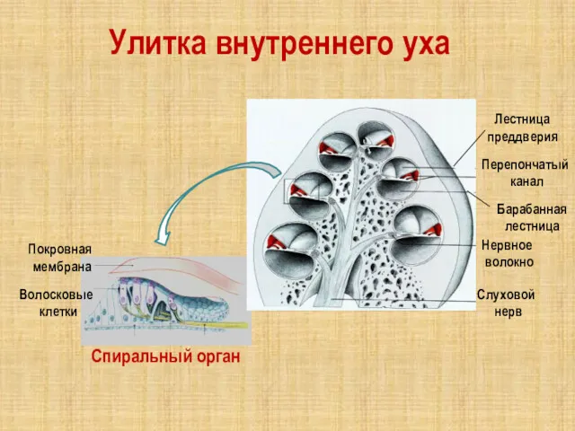 Слуховой нерв Нервное волокно Покровная мембрана Волосковые клетки Спиральный орган Улитка внутреннего уха
