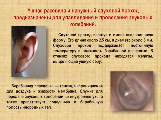 Ушная раковина и наружный слуховой проход предназначены для улавливания и проведения звуковых колебаний.