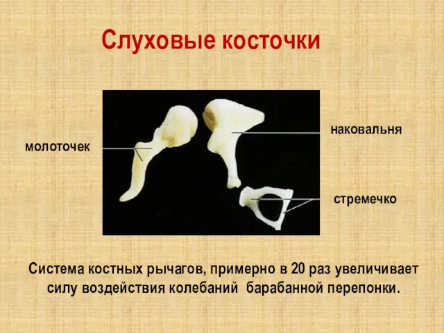 молоточек наковальня стремечко Слуховые косточки Система костных рычагов, примерно в