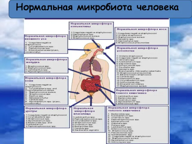 Нормальная микробиота человека