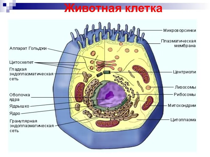 Животная клетка