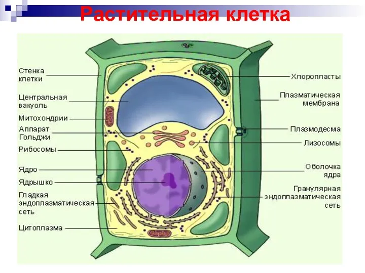 Растительная клетка