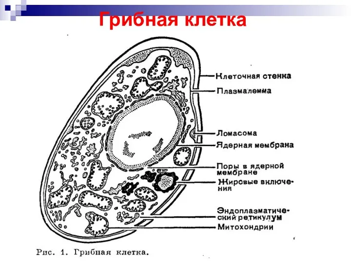 Грибная клетка