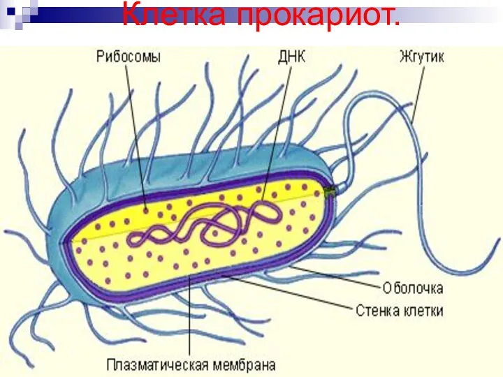 Клетка прокариот.