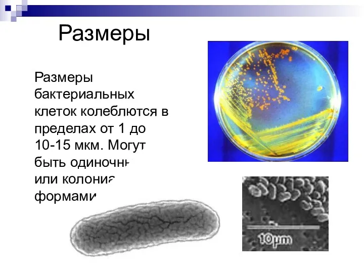 Размеры Размеры бактериальных клеток колеблются в пределах от 1 до