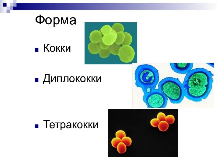 Форма Кокки Диплококки Тетракокки