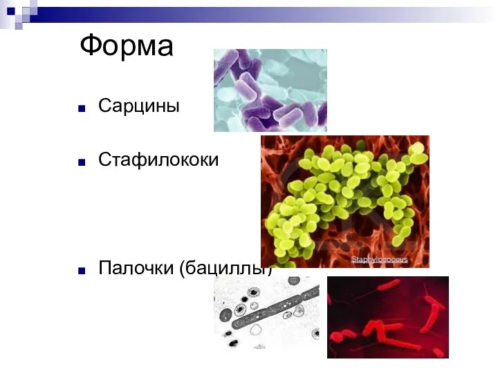 Форма Сарцины Стафилококи Палочки (бациллы)