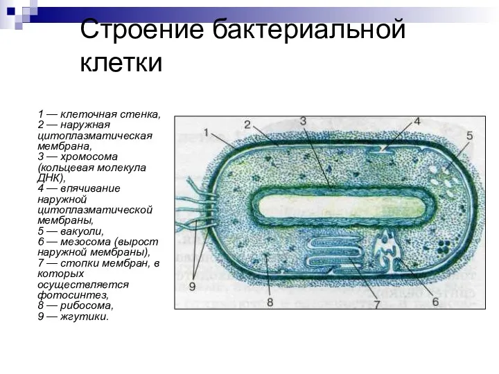 Строение бактериальной клетки 1 — клеточная стенка, 2 — наружная