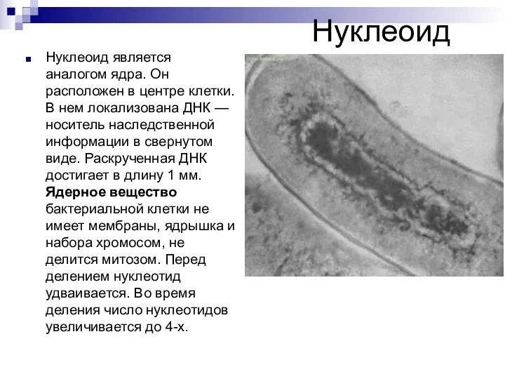 Нуклеоид Нуклеоид является аналогом ядра. Он расположен в центре клетки.