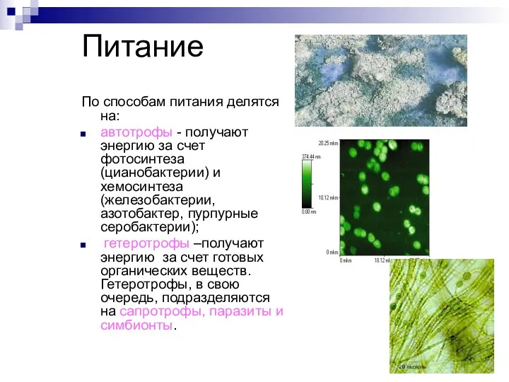 Питание По способам питания делятся на: автотрофы - получают энергию