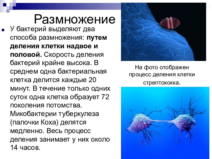 Размножение У бактерий выделяют два способа размножения: путем деления клетки