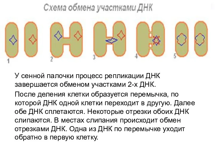 У сенной палочки процесс репликации ДНК завершается обменом участками 2-х