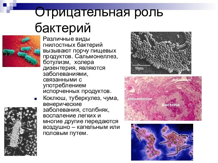 Отрицательная роль бактерий Различные виды гнилостных бактерий вызывают порчу пищевых