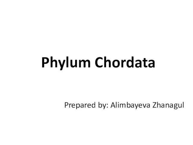 Phylum Chordata