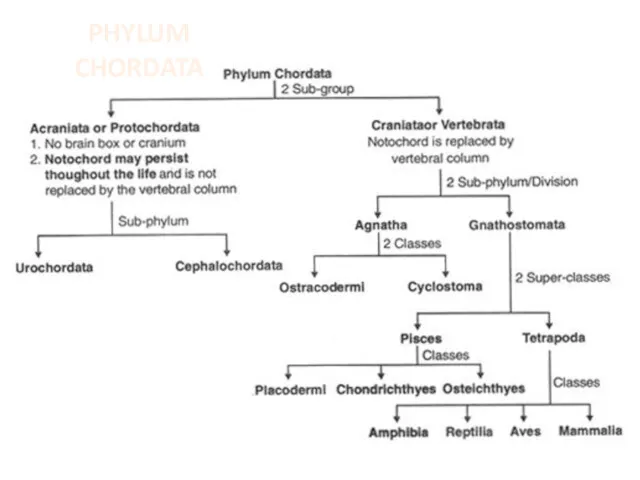 PHYLUM CHORDATA