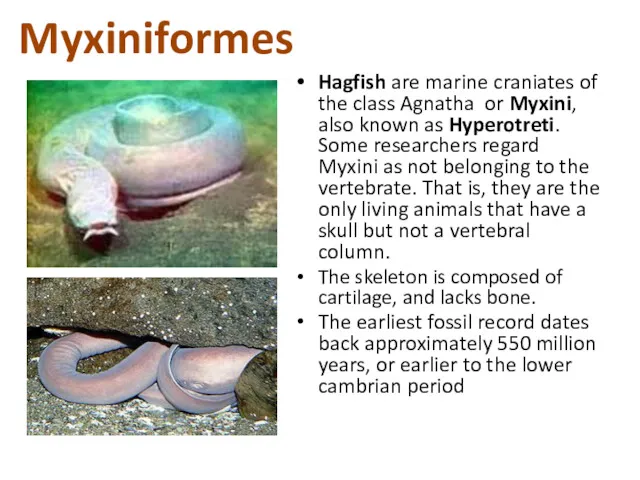 Hagfish are marine craniates of the class Agnatha or Myxini,