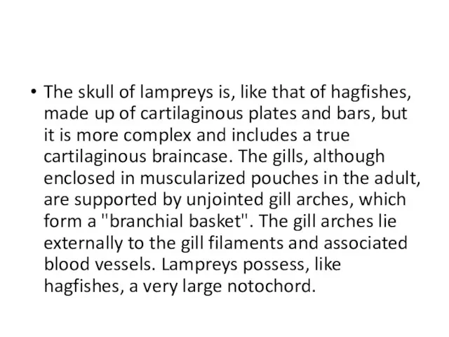 The skull of lampreys is, like that of hagfishes, made