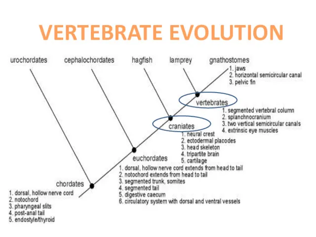 VERTEBRATE EVOLUTION