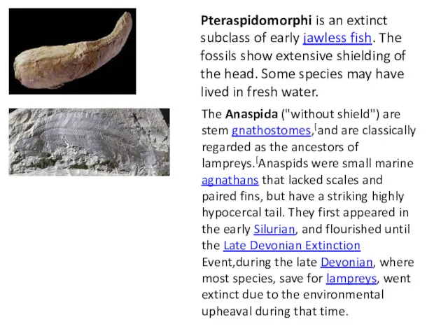 Pteraspidomorphi is an extinct subclass of early jawless fish. The