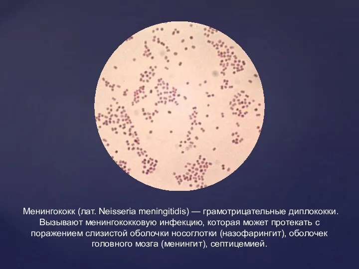 Менингококк (лат. Neisseria meningitidis) — грамотрицательные диплококки. Вызывают менингококковую инфекцию,