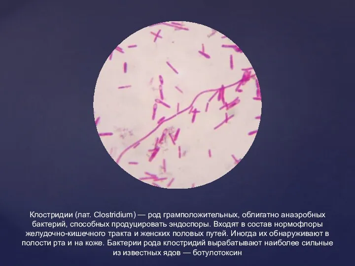 Клостридии (лат. Clostridium) — род грамположительных, облигатно анаэробных бактерий, способных