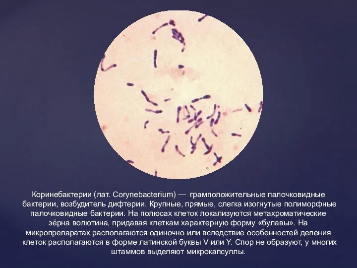 Коринебактерии (лат. Corynebacterium) — грамположительные палочковидные бактерии, возбудитель дифтерии. Крупные,